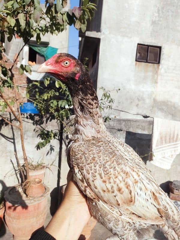 High Quality Mianwali Nawab Aseel Birds 3