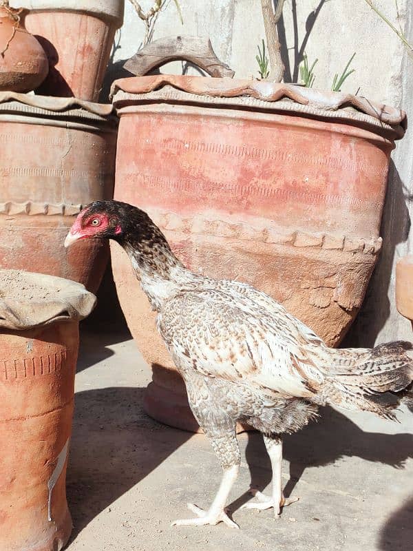 High Quality Mianwali Nawab Aseel Birds 4