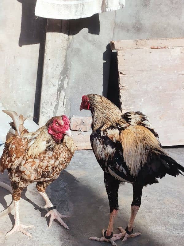 High Quality Mianwali Nawab Aseel Birds 5