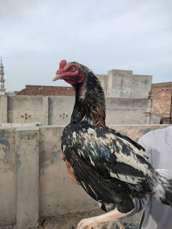 High Quality Mianwali Nawab Aseel Birds 10