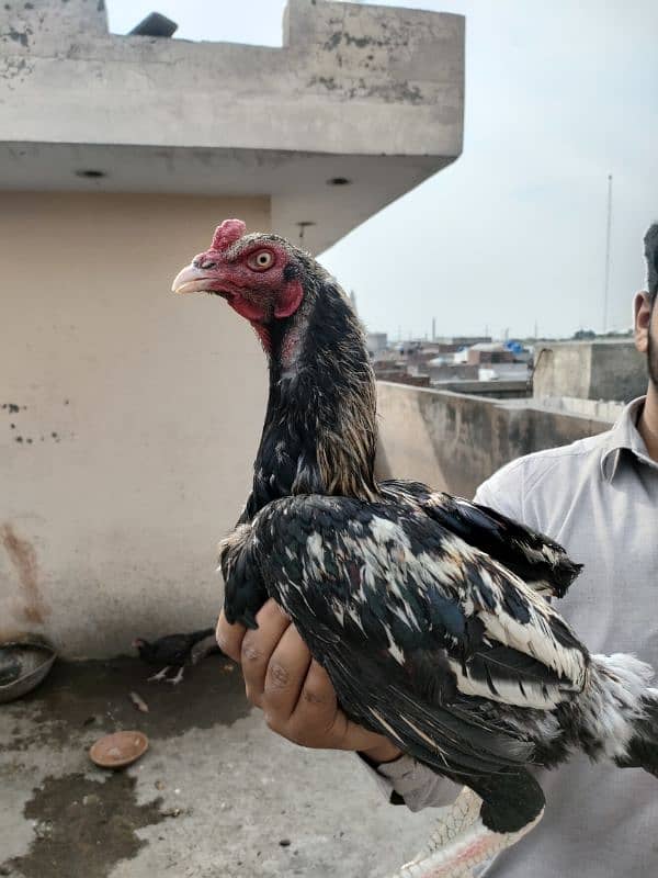 High Quality Mianwali Nawab Aseel Birds 11