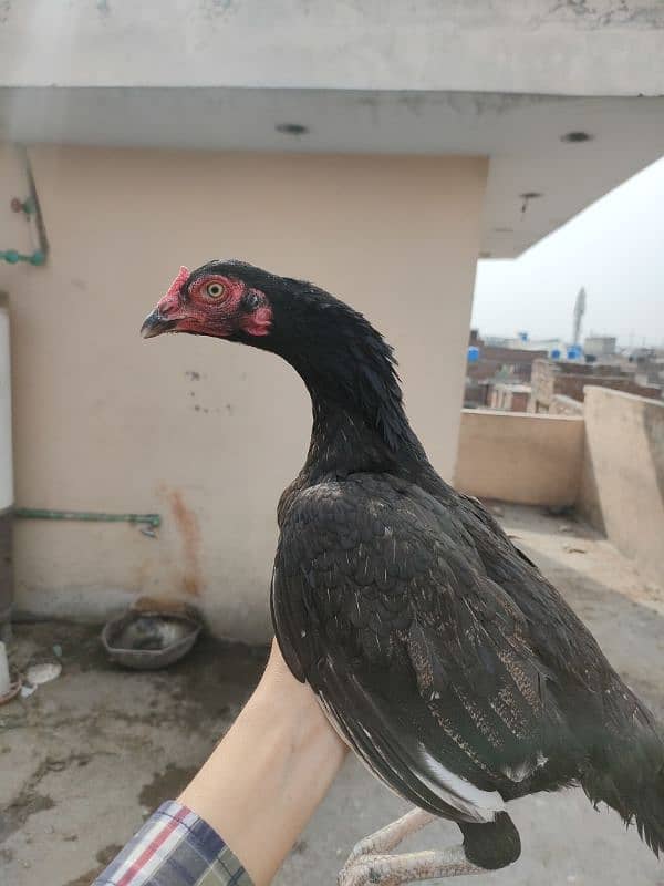 High Quality Mianwali Nawab Aseel Birds 12