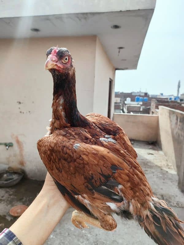 High Quality Mianwali Nawab Aseel Birds 13