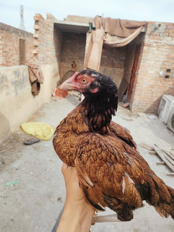 High Quality Mianwali Nawab Aseel Birds 15