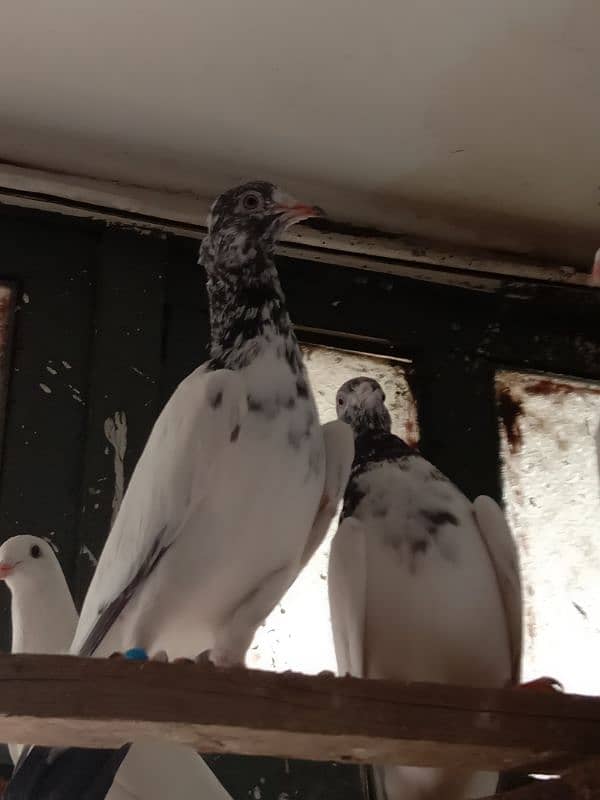 Teday pigeons 3