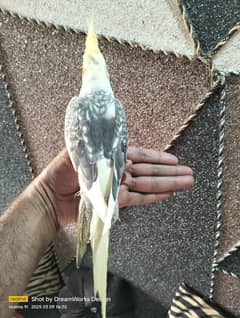 Hand Tame Cockatiel Parrot