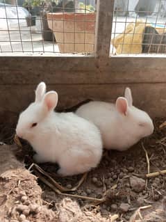 pure white rabbits