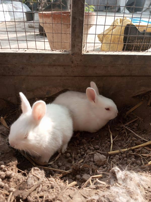 pure white rabbits 2