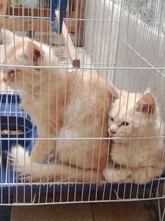 Pair of percian cat