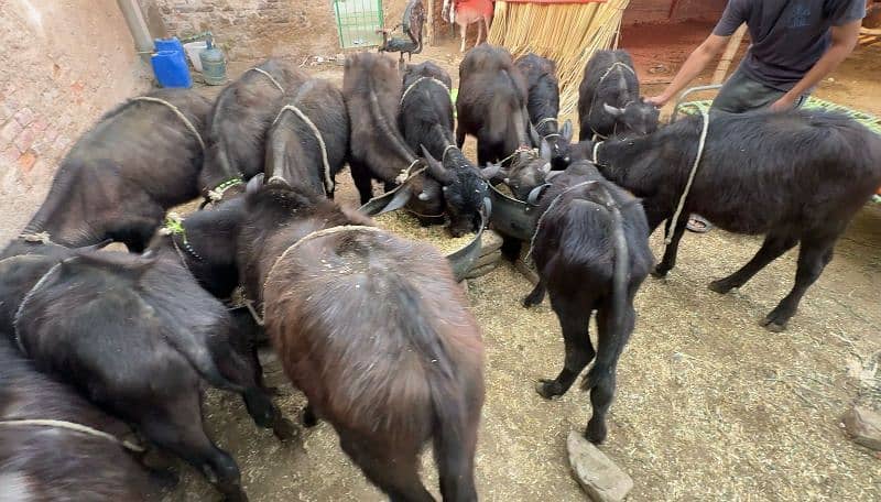 baby buffalo 0