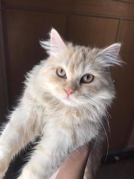 Persian light brown (4 month) 6