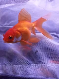 FANCY LOIN HEAD GOLDFISH FOR SELL