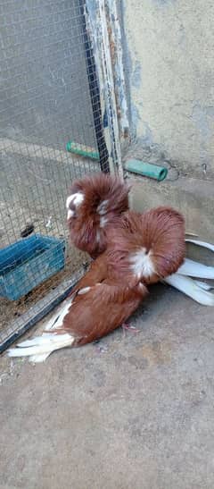 Pair of Jacobin pigeon