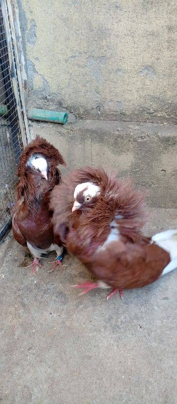 Pair of Jacobin pigeon 3