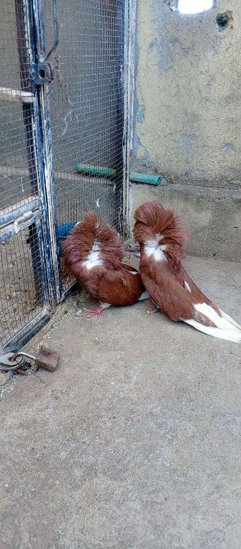 Pair of Jacobin pigeon 4