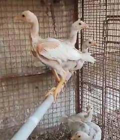 Aseel Chicks { Different Breeds } | Paper White Heera Chicks