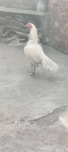 Heera Pure Paper White Mianwali bird