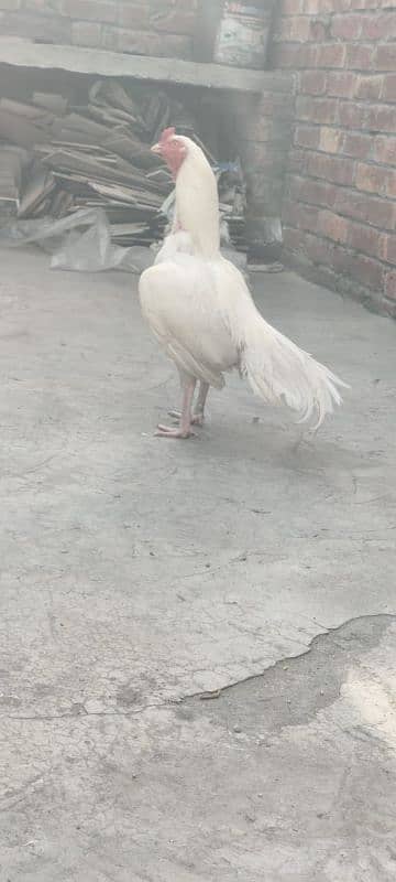 Heera Pure Paper White Mianwali bird 0