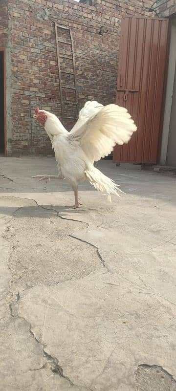 Heera Pure Paper White Mianwali bird 1