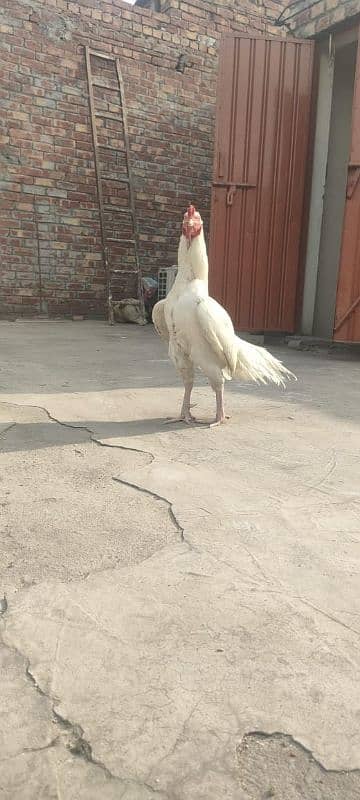 Heera Pure Paper White Mianwali bird 2