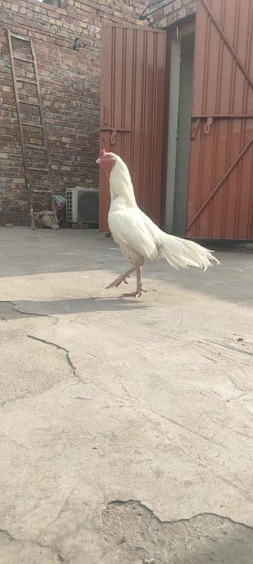 Heera Pure Paper White Mianwali bird 3