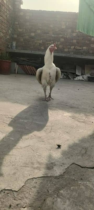 Heera Pure Paper White Mianwali bird 4