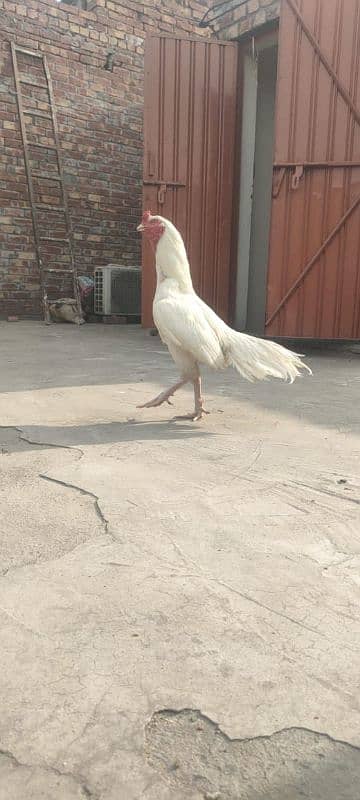 Heera Pure Paper White Mianwali bird 5