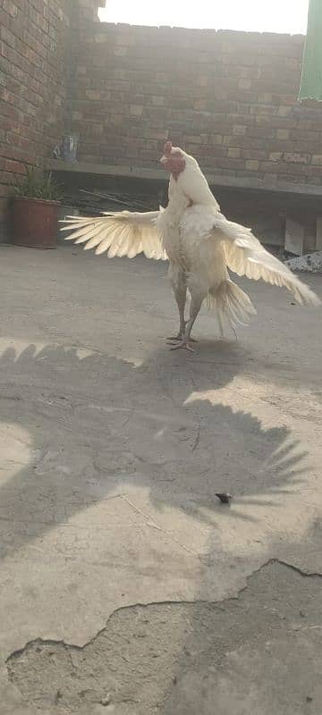 Heera Pure Paper White Mianwali bird 6