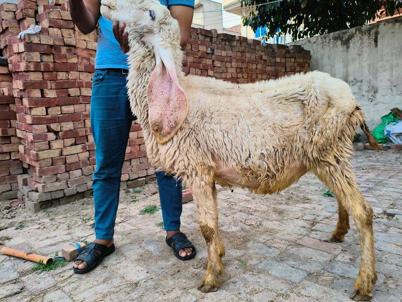 Female Pura kajli sheep, shoq wali chez, Urgent selling 03021955553 2