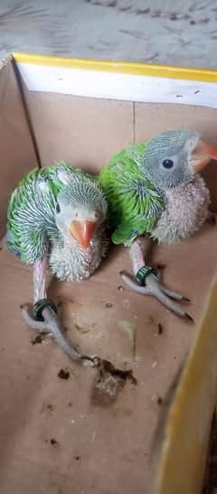 mithu chicks parrot ringnecks talking parrots