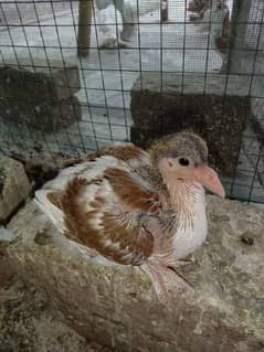 Pigeon Sherazi chicks