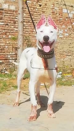 kohati gultair 8 month male for sale