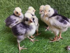 Golden Heavy, Polish, Selmon brahma Chicks  for sale