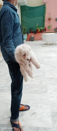 poodle puppy pure breed. 2 months old.