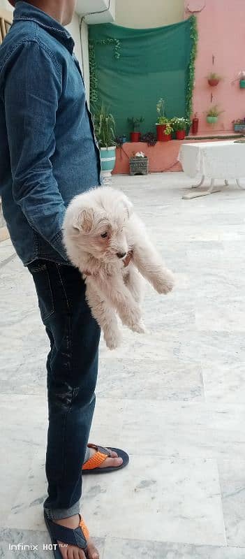 poodle puppy pure breed. 2 months old. 0