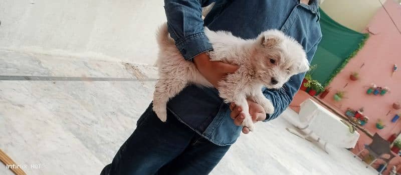 poodle puppy pure breed. 2 months old. 1