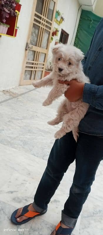 poodle puppy pure breed. 2 months old. 2