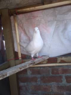 white king pigeon