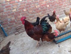 Egg laying hen for sale