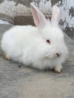 aik pice pure angora or do pice angora and Newzeland cross breed