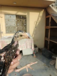 Pure Mianwali Aseel chicks for sale high quality old blood line