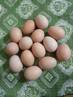 Golden Buff Fertile Eggs