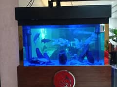 Fish aquarium service maintenance