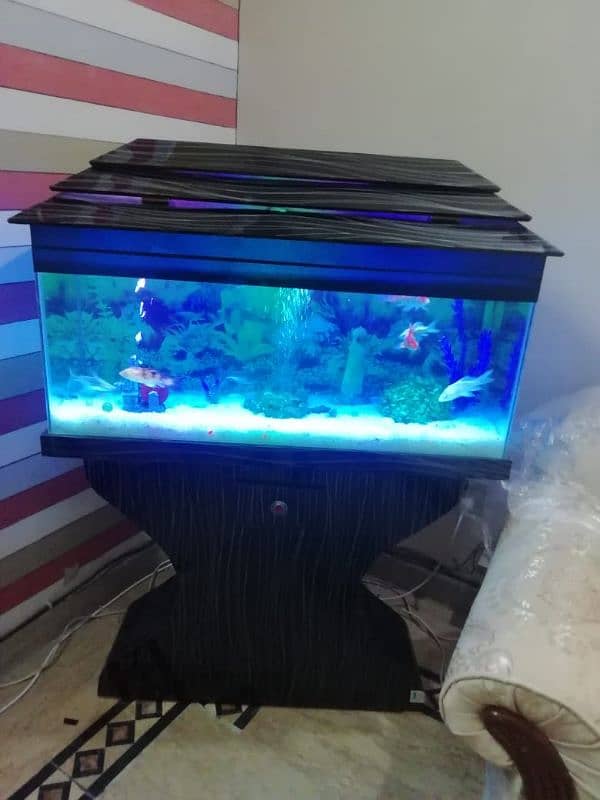 Fish aquarium service maintenance 5