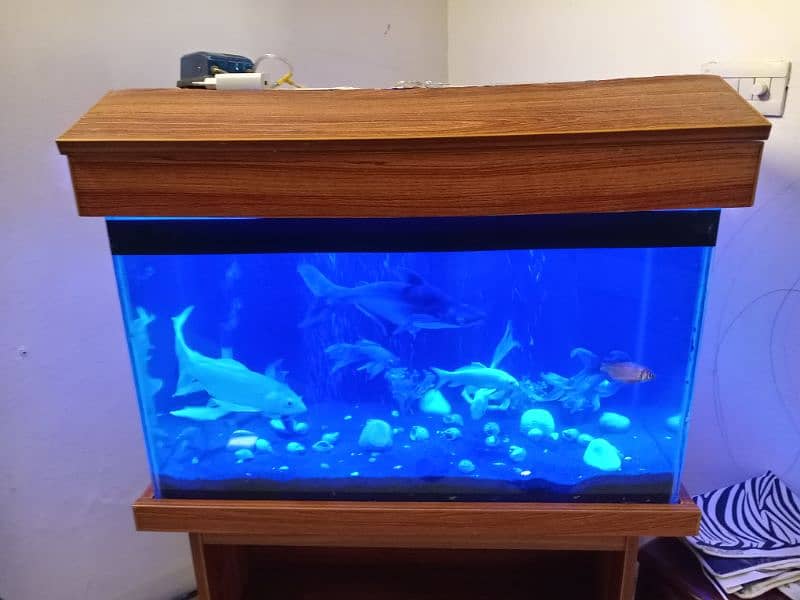 Fish aquarium service maintenance 7