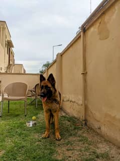 German shepherd (Female)