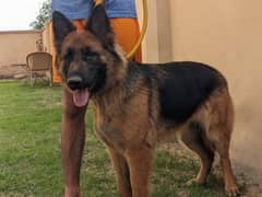 German shepherd (Female)