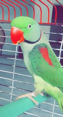 full talking parrot