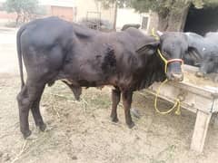 bull 2.5 year old  175,000