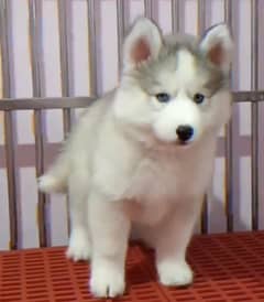 Siberianhusky puppie